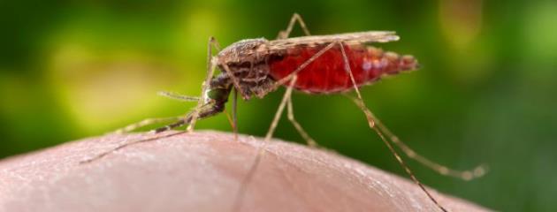 mosquito 18762_lores crop